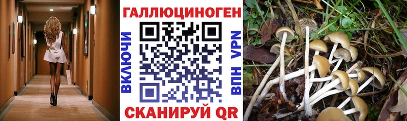наркошоп  Южа  Галлюциногенные грибы Psilocybine cubensis 